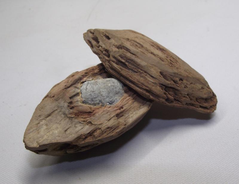 U.S.Civil War Ball Shot Relic. Tree Find.